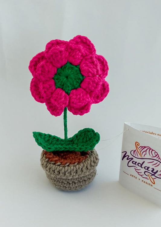 Flor Rosmery