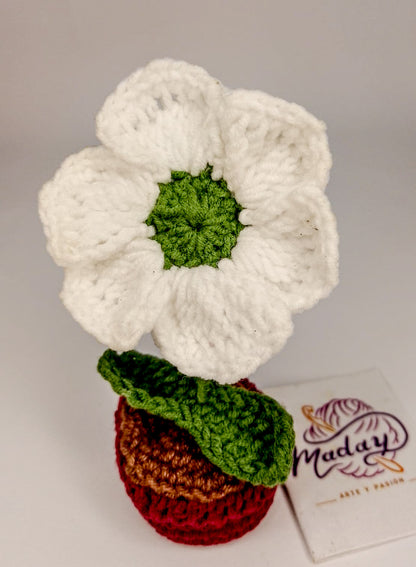 Flor Amelia