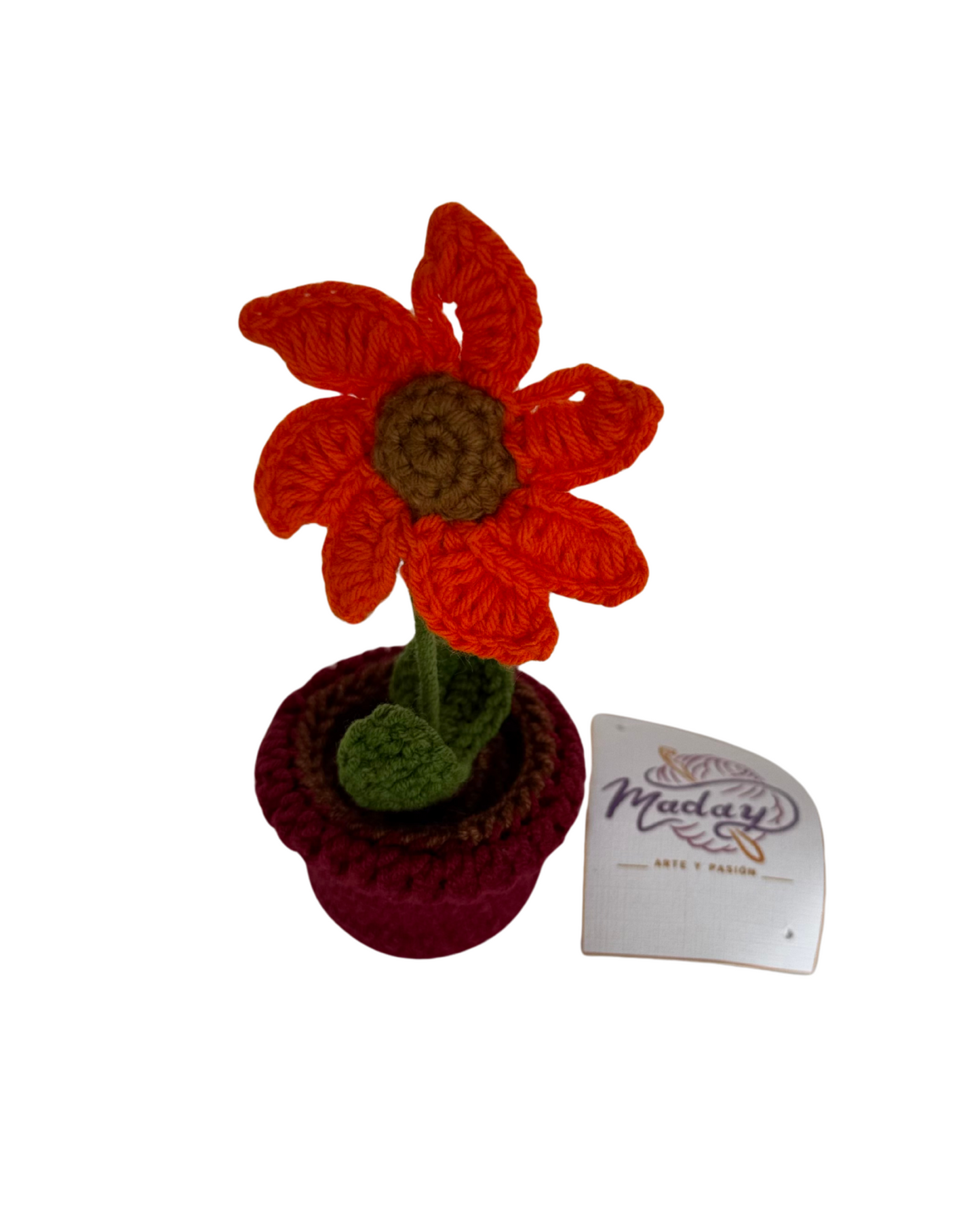 Flor Iris
